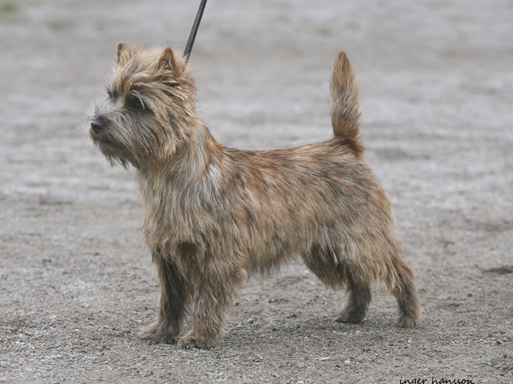 Ch Camster cairn's  Halligalli - tik