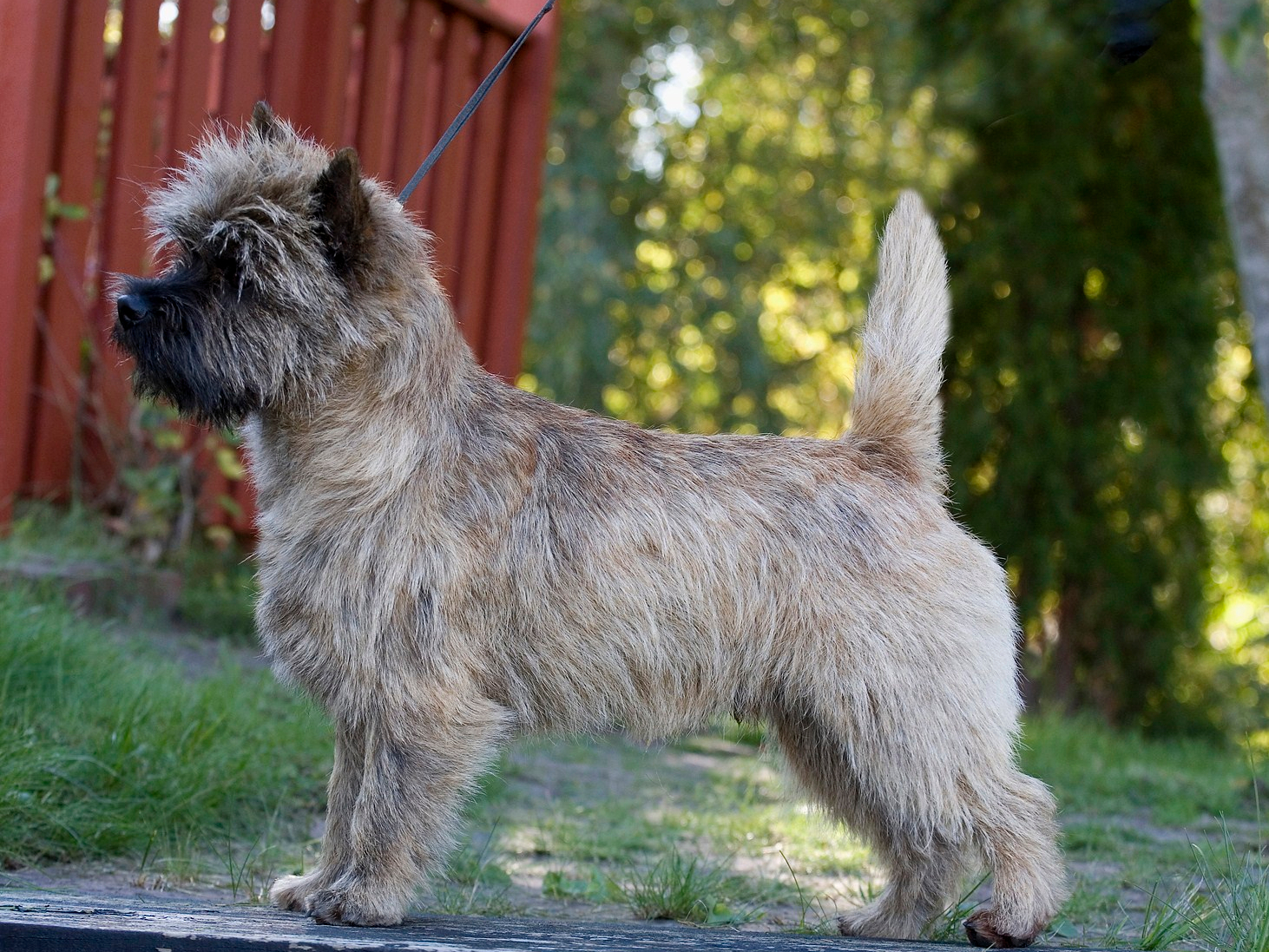 Se Fi uch Goldclint's Gamekeeper, 4 cacib - Till Minne