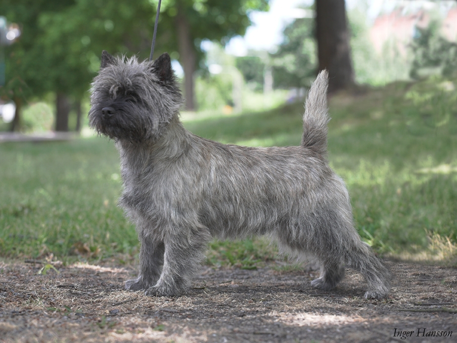 Se uch Goldclint's Give Me Five, 1 cacib - Till Minne