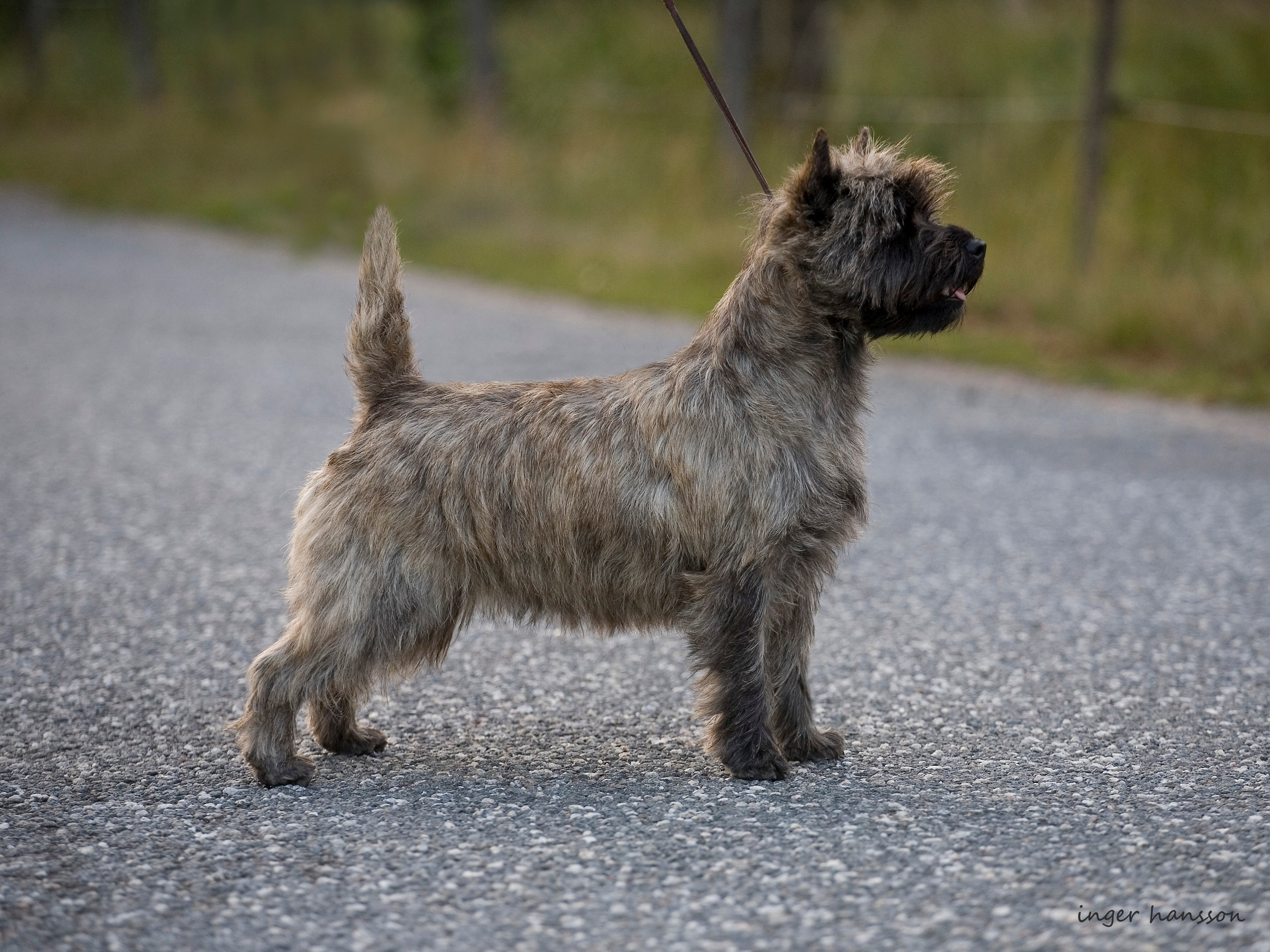 Se uch Goldclint's Geneva 1 cacib