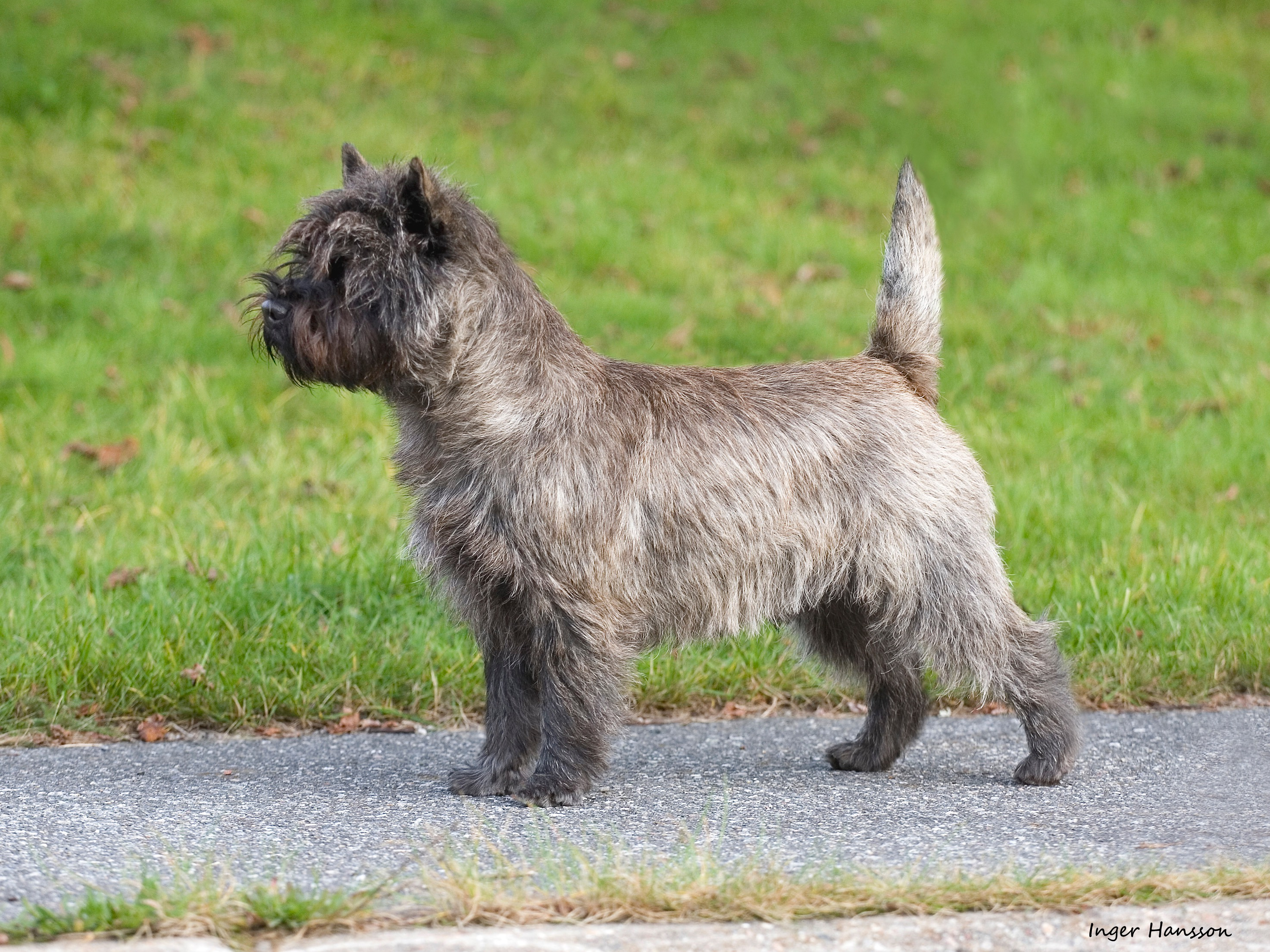 Se uch Goldclint's Gentleman 3 cacib - Till Minne