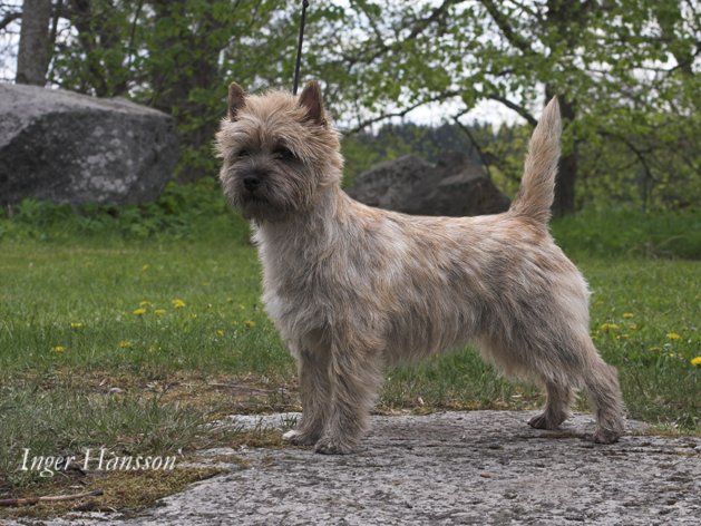 Se uch Goldclint's Give Way 1 cacib - Till Minne